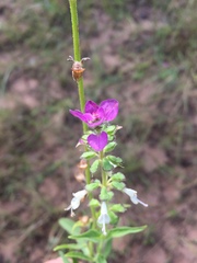 Syncolostemon bracteosus