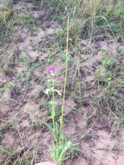 Syncolostemon bracteosus