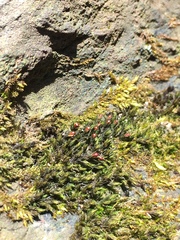 Schistidium agassizii