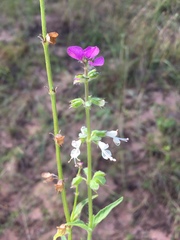 Syncolostemon bracteosus