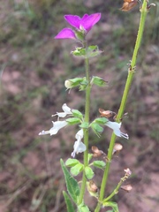 Syncolostemon bracteosus