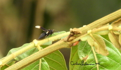 Parachartergus apicalis