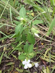Barleria elegans