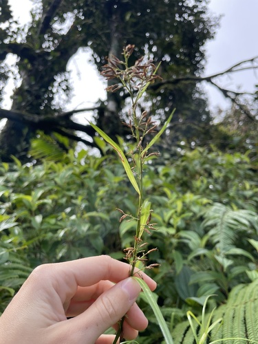 Jamaican beaksedge (Rhynchospora jamaicensis)