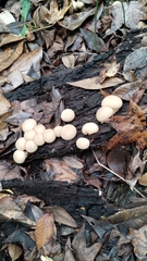 Apioperdon pyriforme image