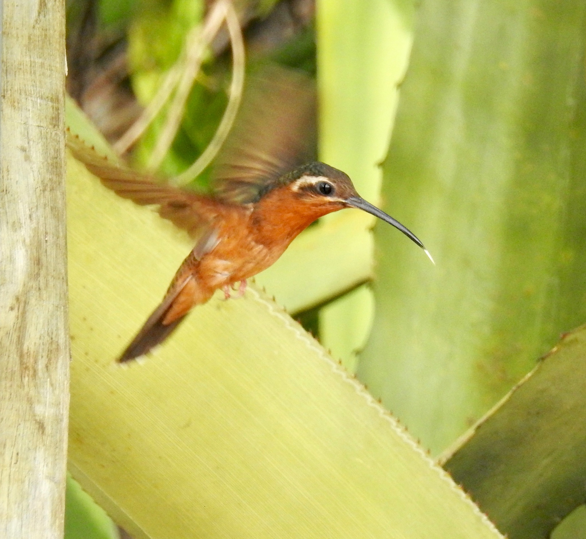 Hook-billed Hermit (Glaucis dohrnii), photo 2