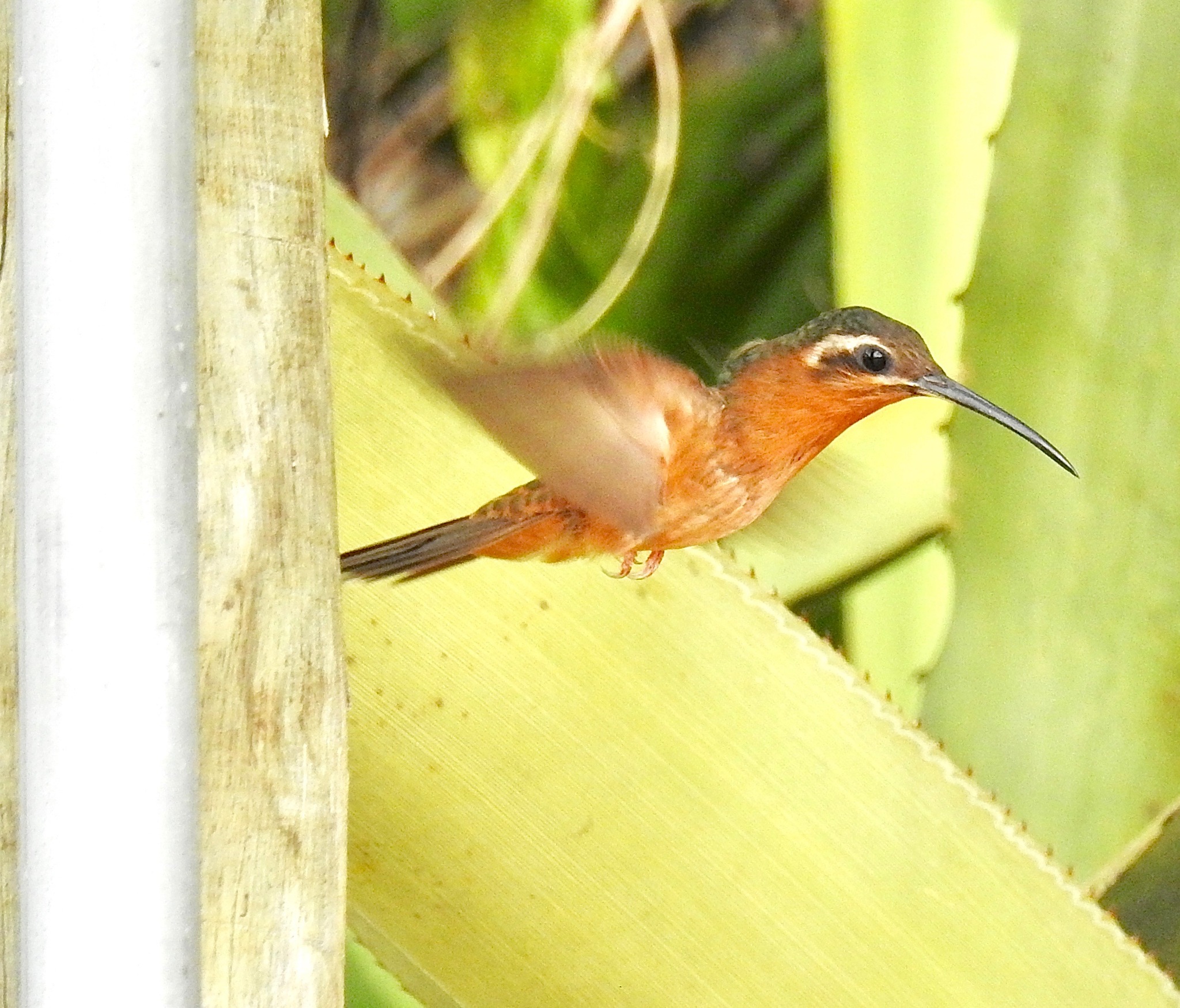 Hook-billed Hermit (Glaucis dohrnii), photo 3