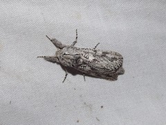 Endoxyla coscinophanes
