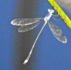 Lestes tridens