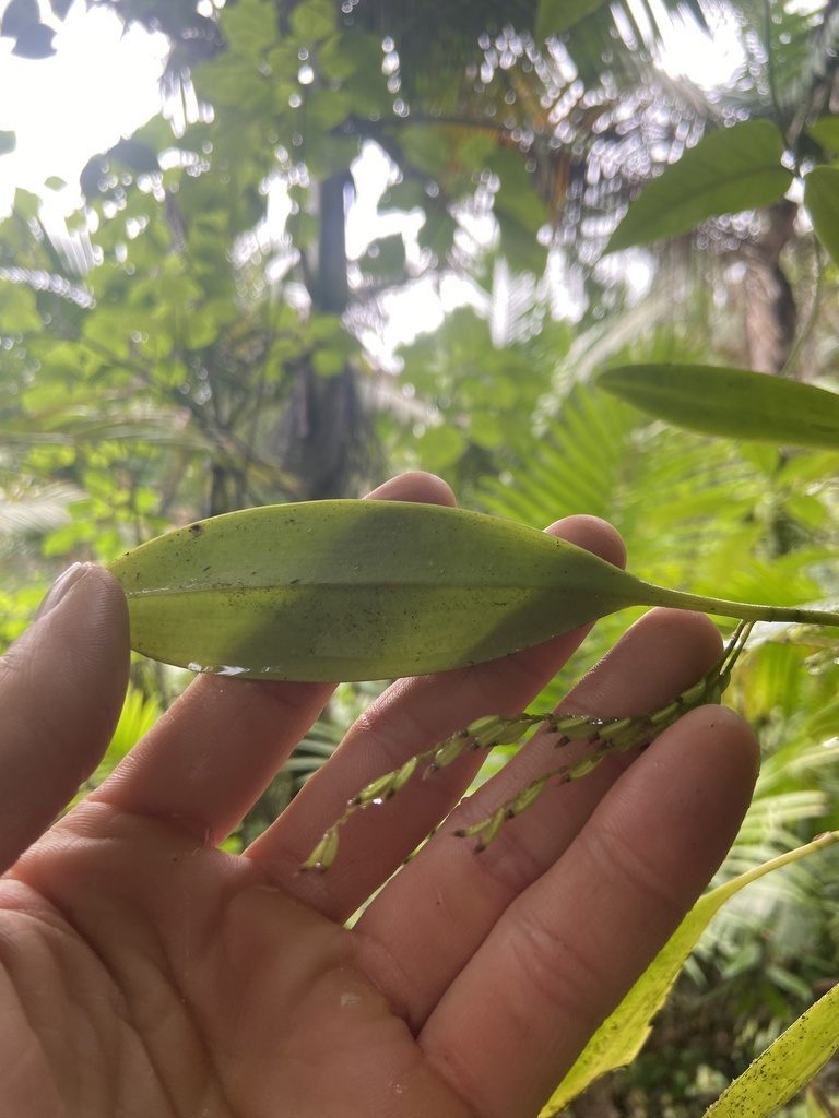 Stelis antillensis
