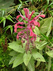 Lobelia tupa