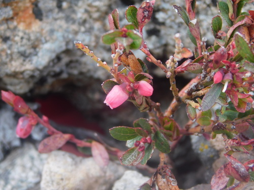 Vaccinium geminiflorum