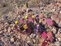 Opuntia gosseliniana