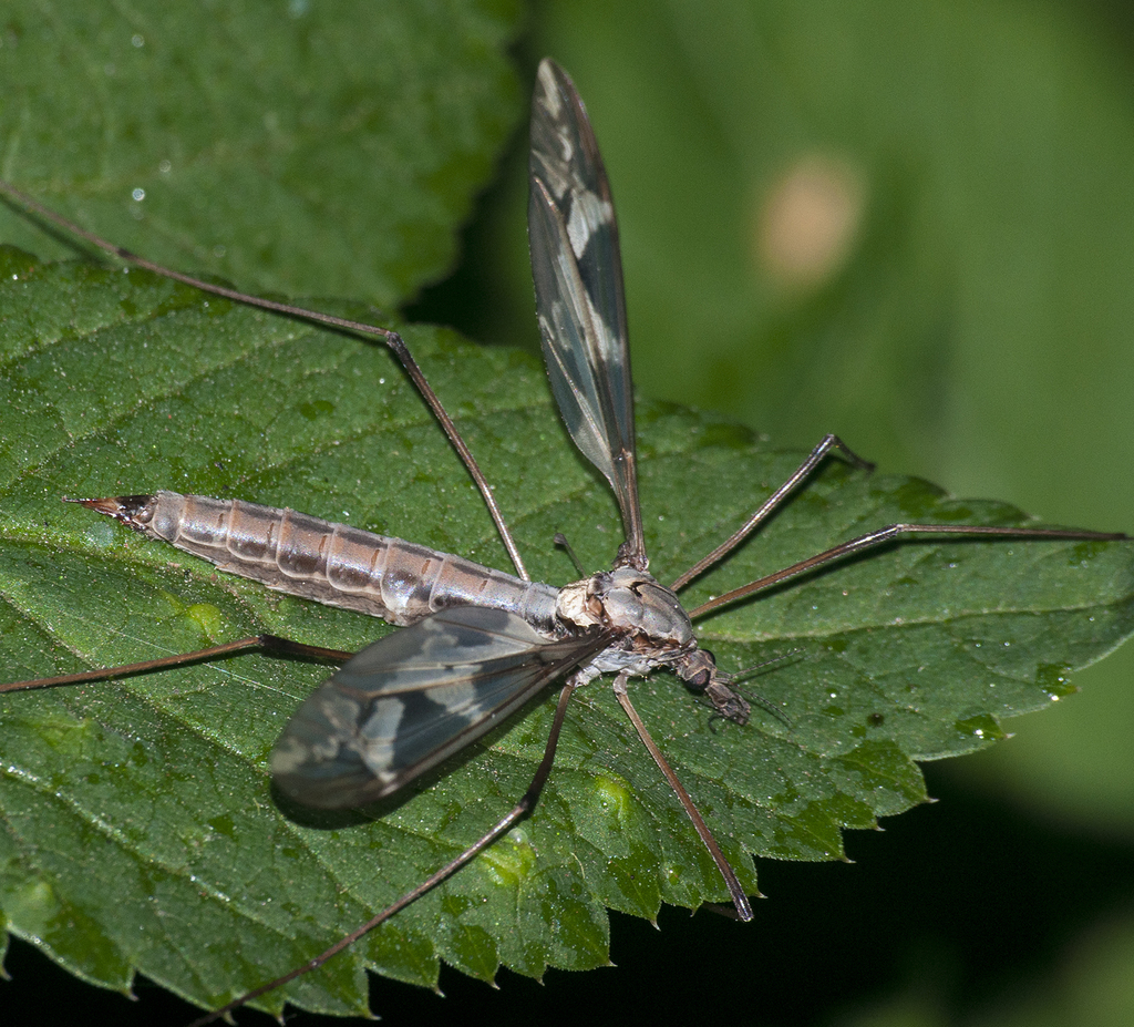 Tipula maxima species group