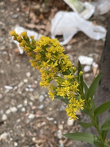 Solidago sempervirens iNat (3)