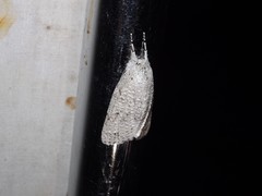 Mochlotona phasmatias