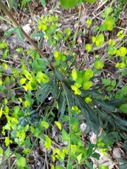 Euphorbia amygdaloides