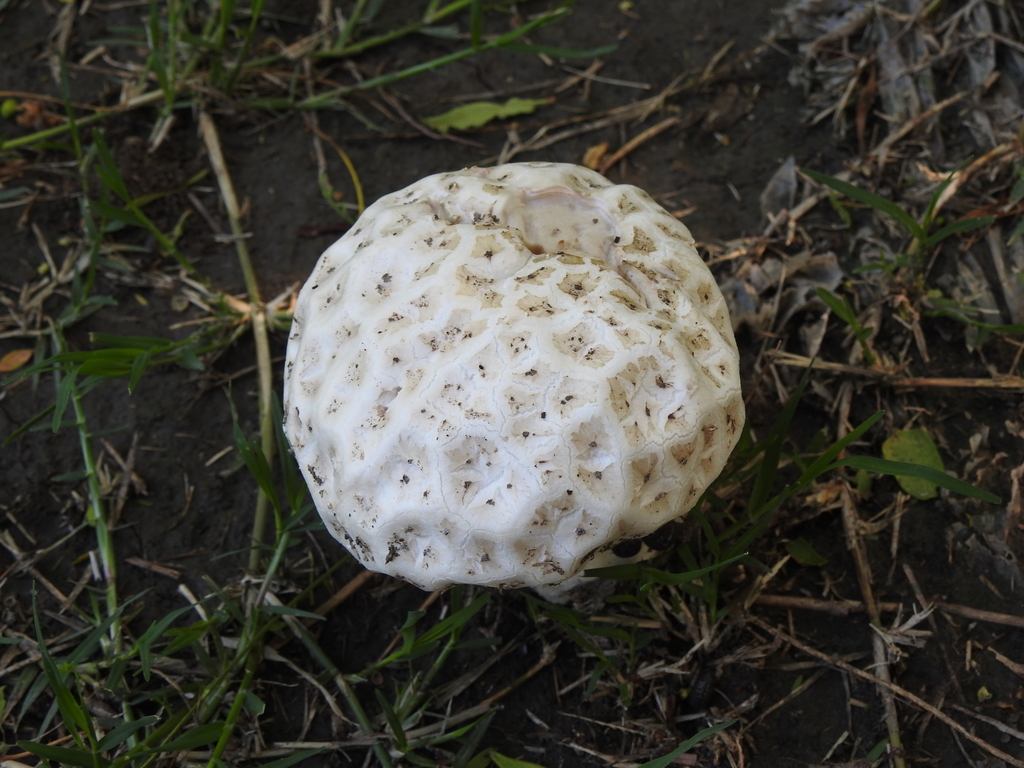Calvatia cyathiformis · December 2023 · photo: © elbeltrocco (iNaturalist, cc-by)
