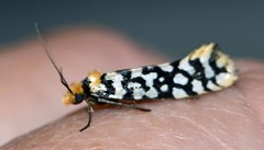 Moerarchis clathrata