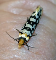 Moerarchis clathrata