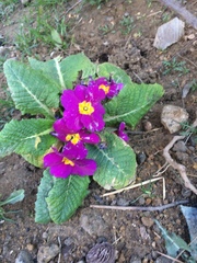 Primula vulgaris rubra