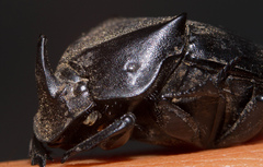 Phanaeus triangularis