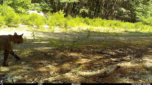 Bobcat photographed in New Hampshire