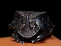 Phanaeus triangularis