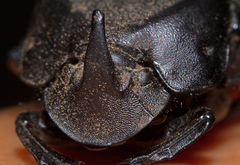 Phanaeus triangularis