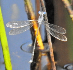 Lestes tridens