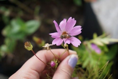 Stripe-eyed Lagoon Fly, 1930 SW 142nd Ave, Miami, FL, US, photo 10 of 10