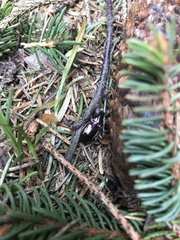 Pterostichus burmeisteri