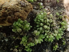 Sphaerocarpos michelii