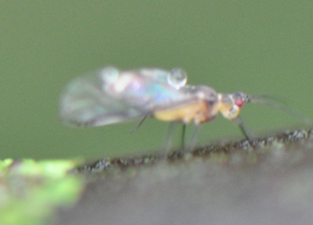 Aphids From College Heights Decatur GA USA On December 26 2023 At