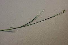 Carex suberecta