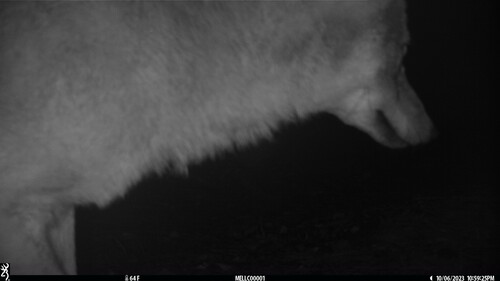 Coyote photographed in New Hampshire