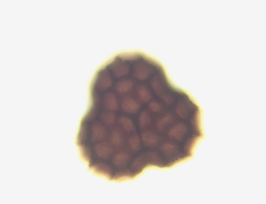 Sphaerocarpos michelii