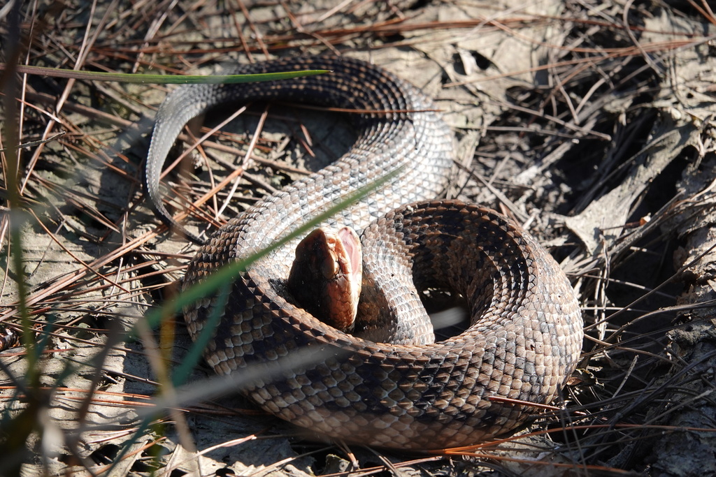 Florida × Northern Cottonmouth from Franklin County, FL, USA on November 7, 2023 at 0334 PM by