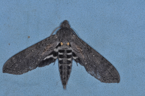 Lintneria maura