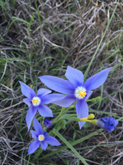 Nemastylis geminiflora