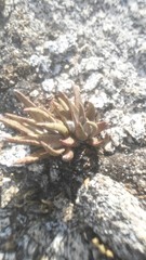 Dudleya abramsii abramsii