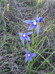 Nemastylis geminiflora
