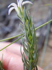 Wahlenbergia huttonii