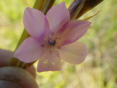 Dierama cooperi
