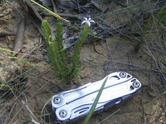 Wahlenbergia huttonii