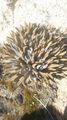 Dudleya abramsii abramsii