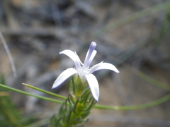 Wahlenbergia huttonii