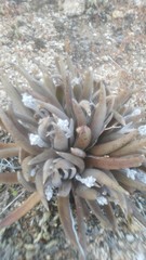 Dudleya abramsii abramsii