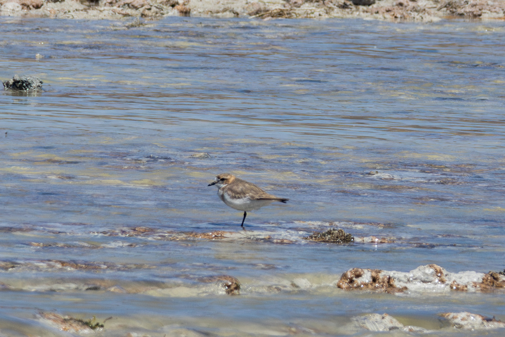 Puna Plover