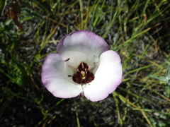 Calochortus catalinae